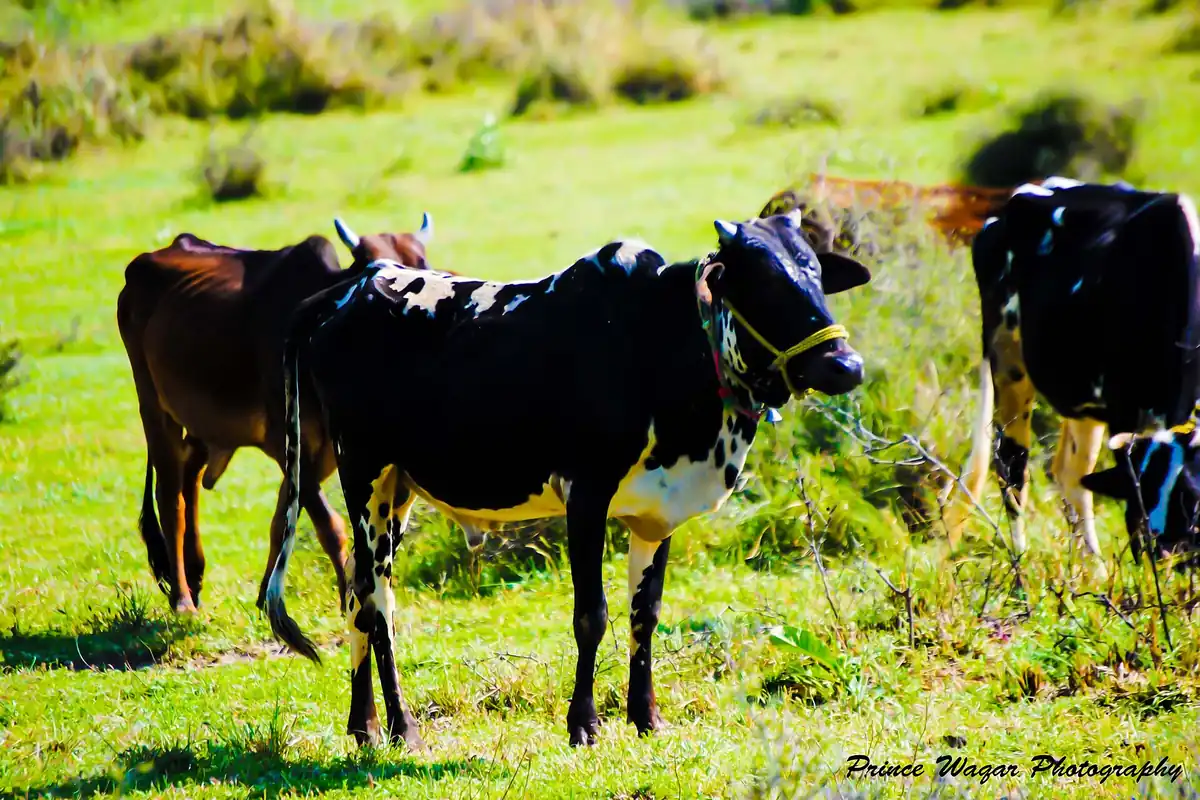Cattle grazing on green pasture in Pakistan