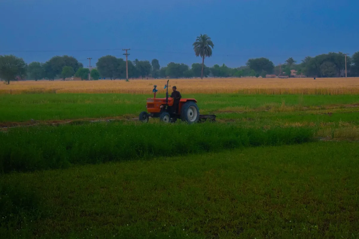 Wheat fields near Ahmedpur East, Punjab