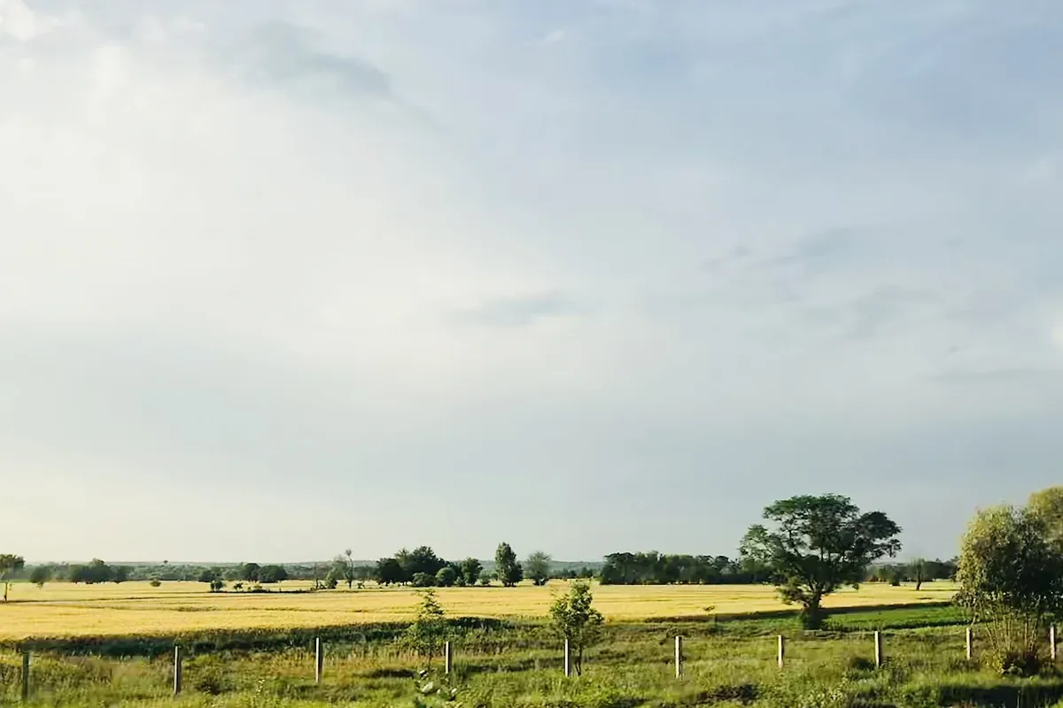 Wheat fields in Punjab, Pakistan