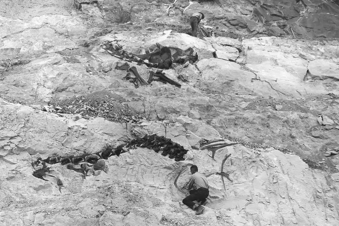Palaeontologists excavating a dinosaur fossil in the field (photo: Wikimedia Commons)