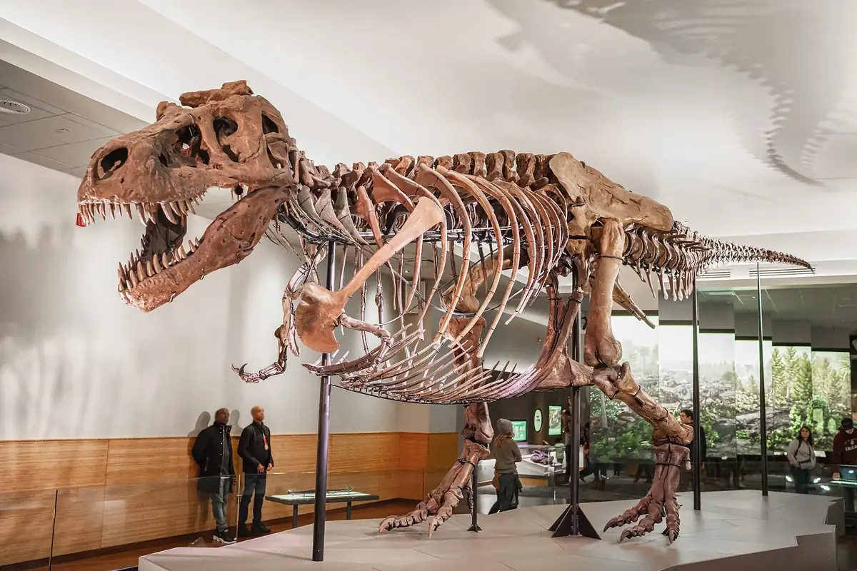 The Tyrannosaurus rex skeleton 'Sue' at the Field Museum (photo: Wikimedia Commons)