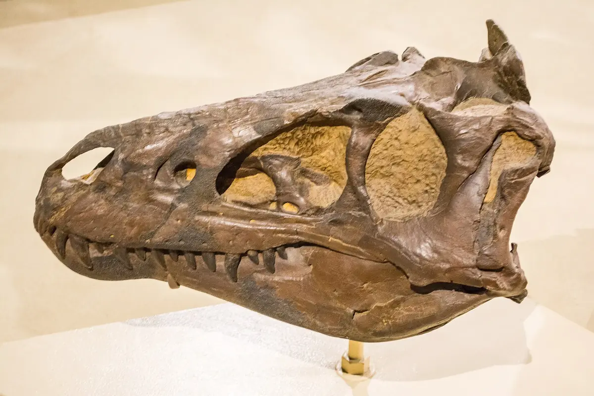 A Nanotyrannus skeleton cast at the Cleveland Museum of Natural History (photo: Wikimedia Commons)