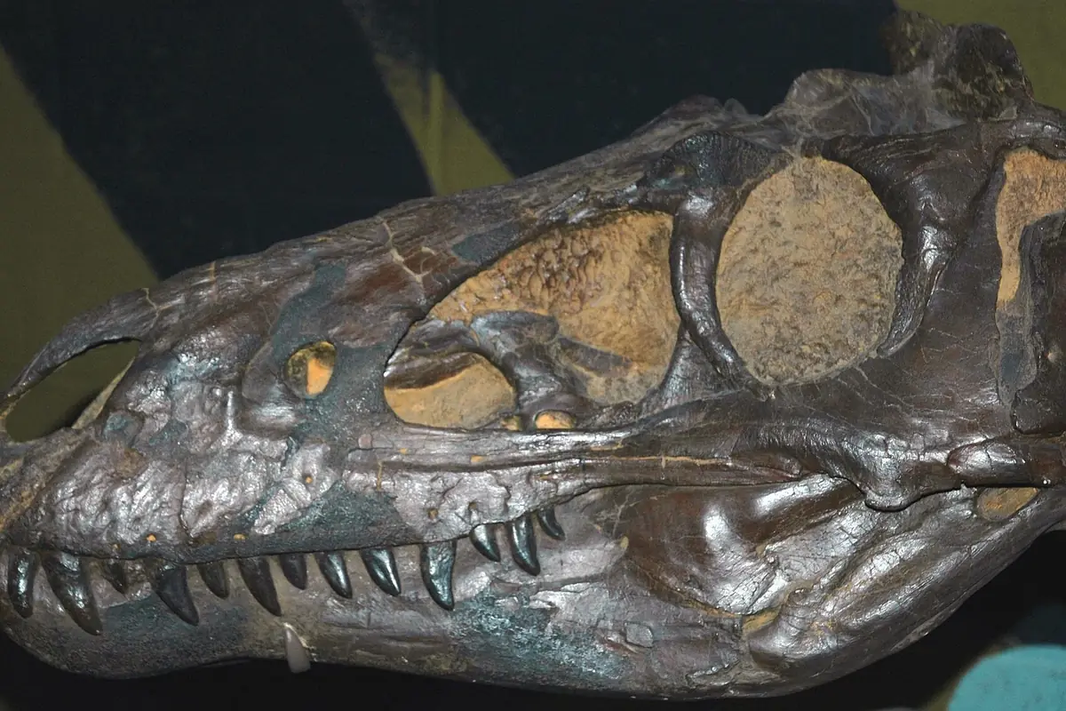 The skull of Nanotyrannus lancensis (photo: Wikimedia Commons)