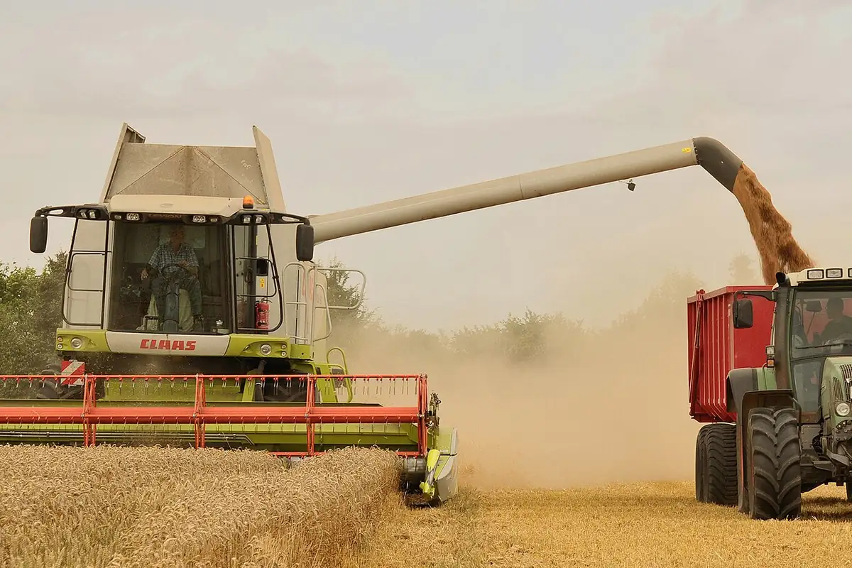 A combine harvester unloading wheat into a trailer