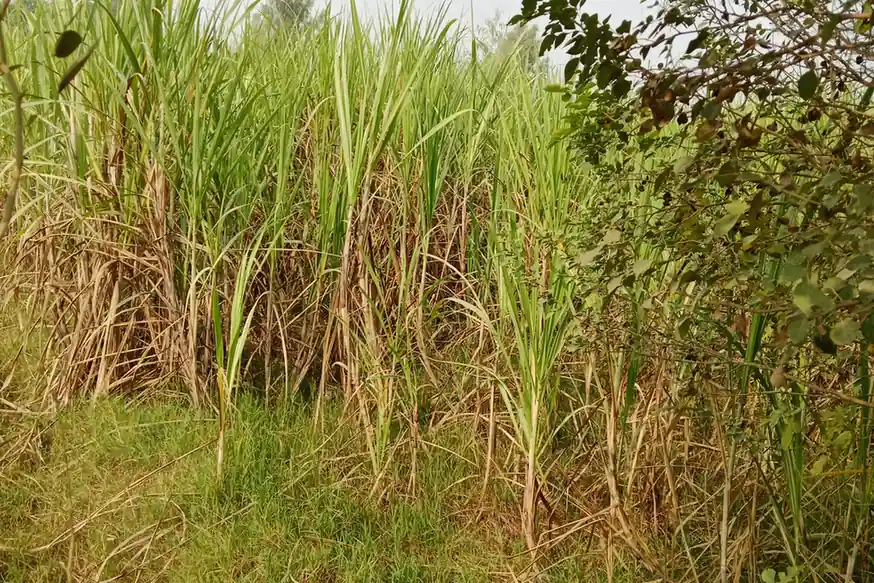 A sugarcane field in Kot Addu, Pakistan
