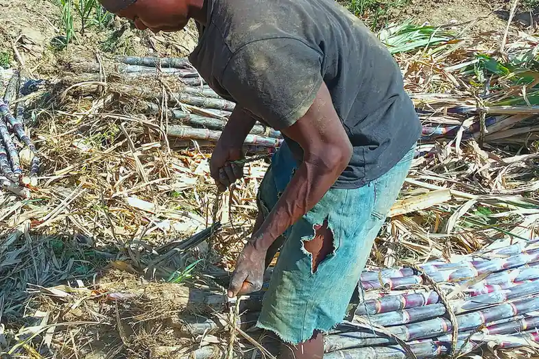 A worker bundling harvested sugarcane stalks in a field